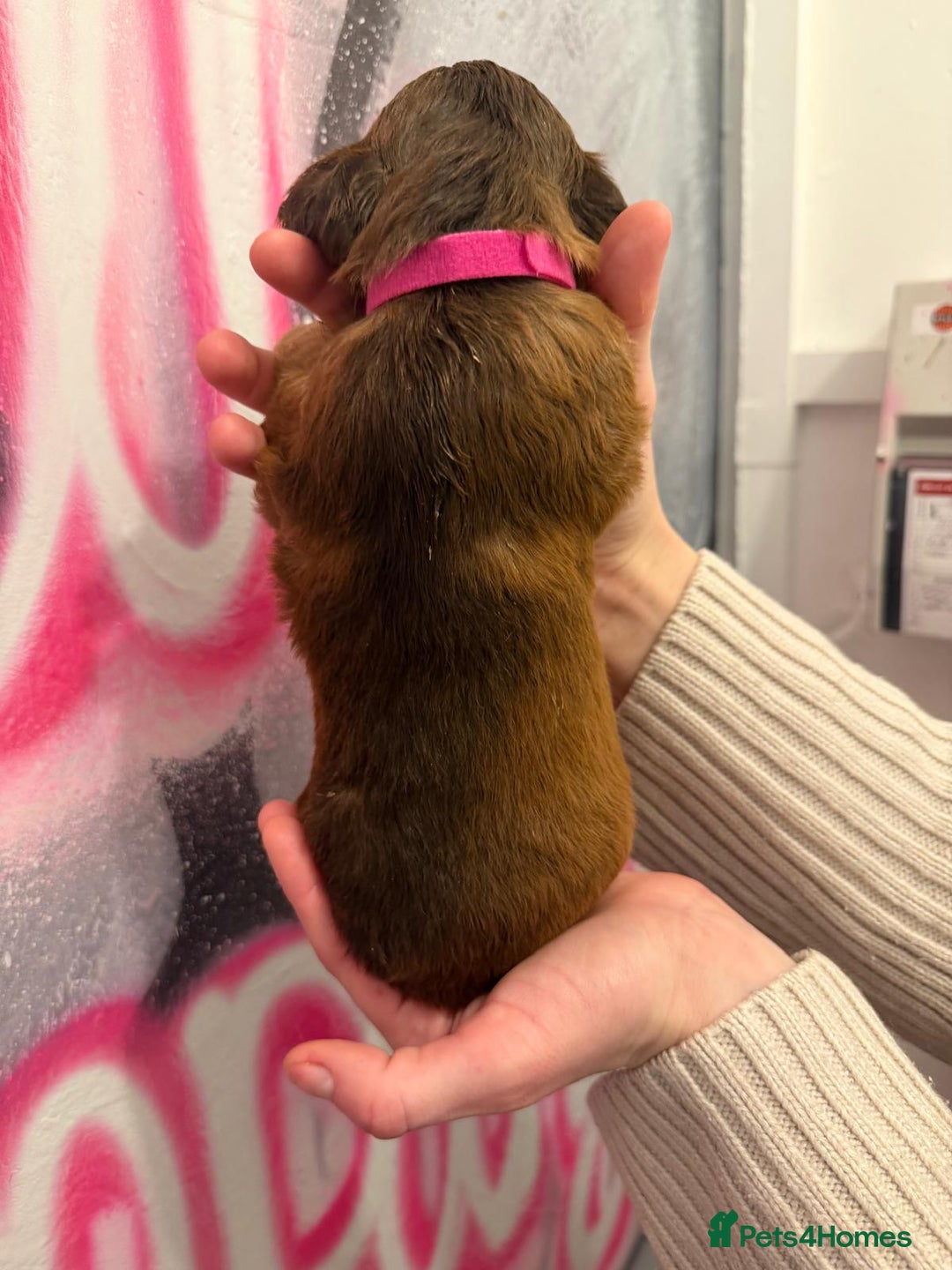 Cockapoo dogs for sale: *STUNNING F1 COCKAPOO PUPPIES* - Advert 18