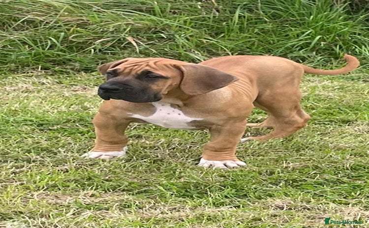 Boerboel dogs - Advert 1