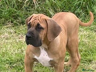 Boerboel dogs - Advert 6