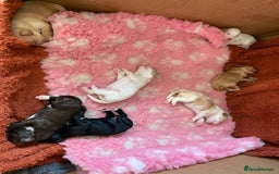 Cockapoo dogs for sale: Cocker Spaniel x Cockapoo Puppies Ready Soon  - Image 1