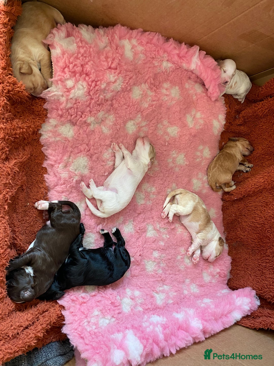 Cockapoo dogs for sale: Cocker Spaniel x Cockapoo Puppies Ready Soon  - Image 1