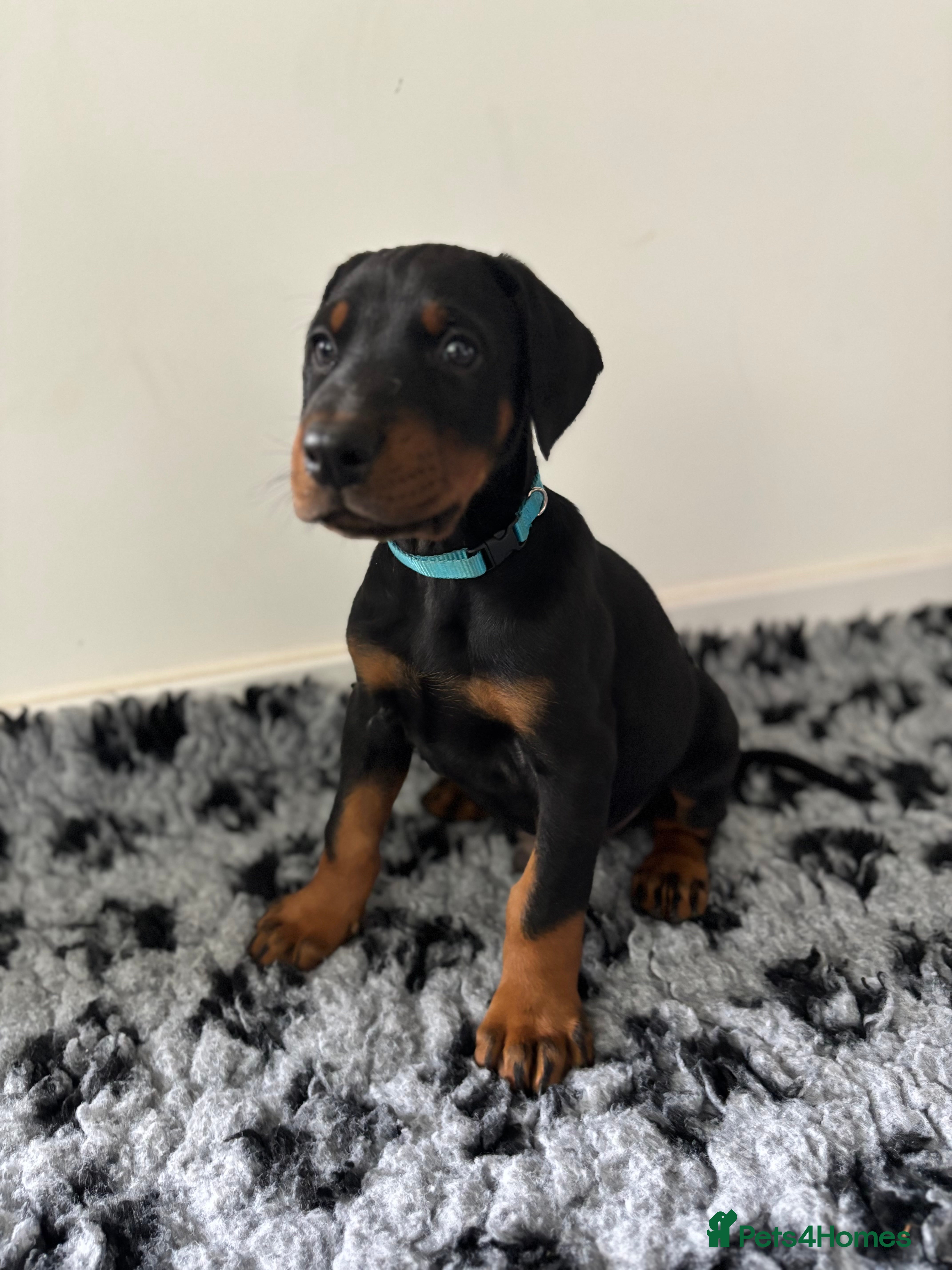 Dobermann dogs REDUCED TO £2000 3 boys left! 9 Doberman Puppies - Advert 6