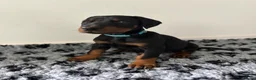 Dobermann dogs for sale: 9 Doberman Puppies- Ready to leave 6th June - Advert 17