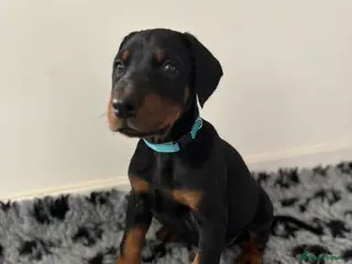 Dobermann dogs REDUCED TO £2000 3 boys left! 9 Doberman Puppies - Advert 6