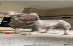 French Bulldog dogs for stud: Proven lilac & tan boy carrying cream & testable - Image 8