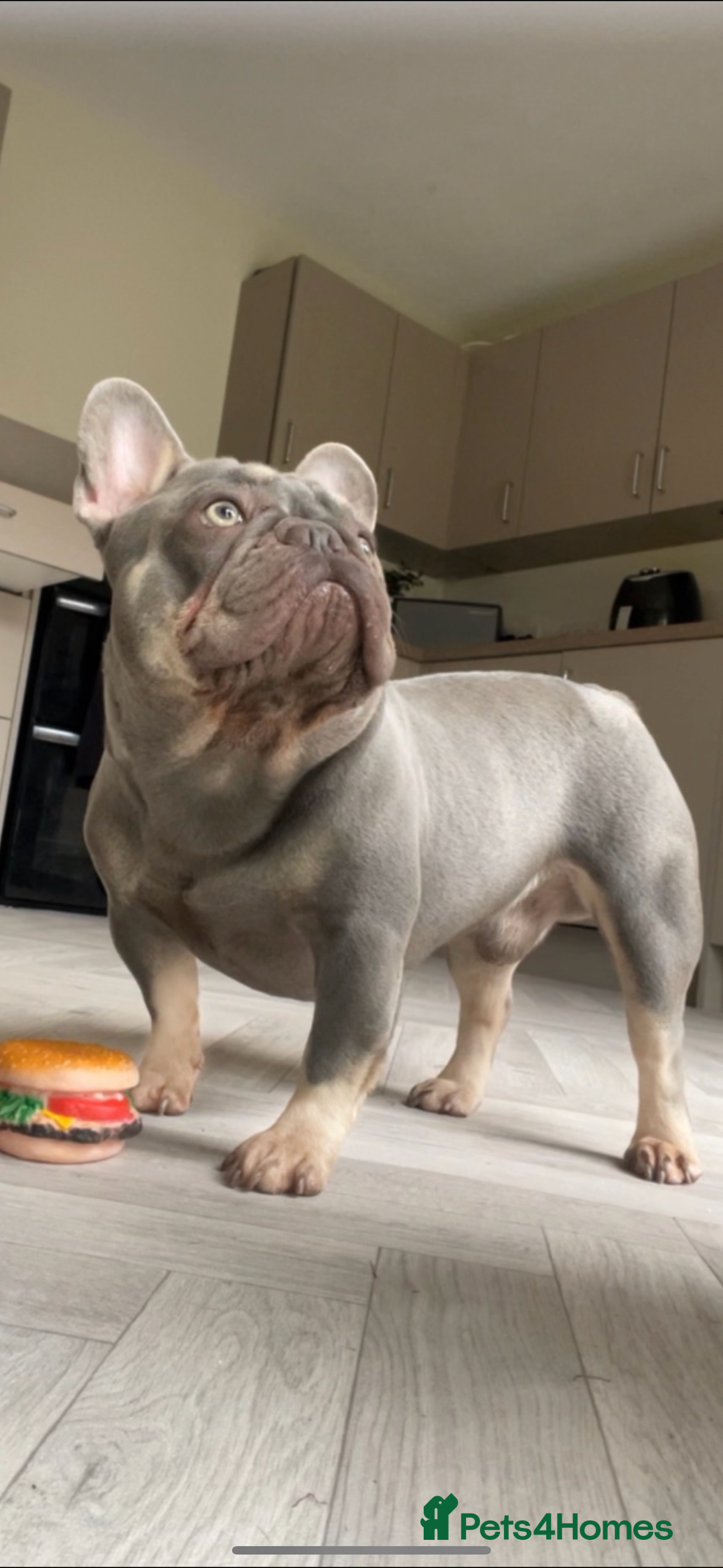 French Bulldog dogs for stud: Proven lilac & tan boy carrying cream & testable - Image 8