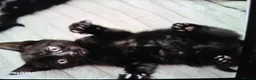 Mixed Breed cats for sale: Black Little boy kitten last one - Advert 2