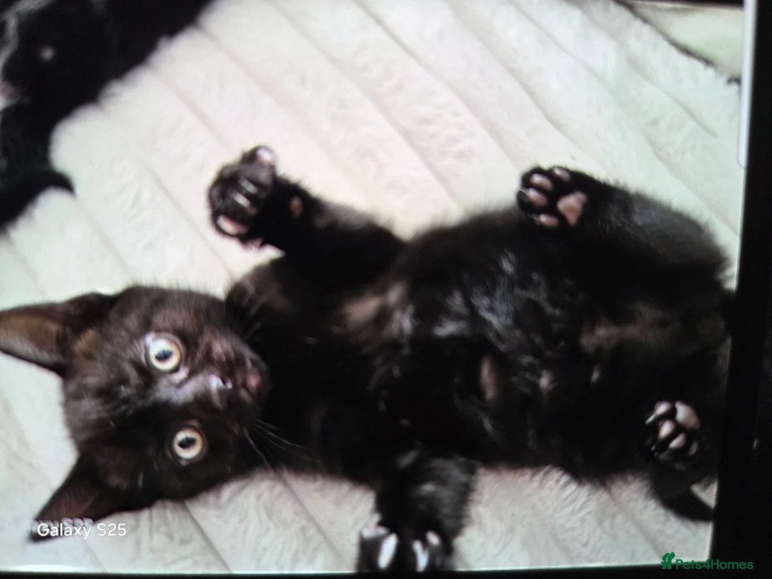Mixed Breed cats for sale: Black Little boy kitten last one - Advert 2