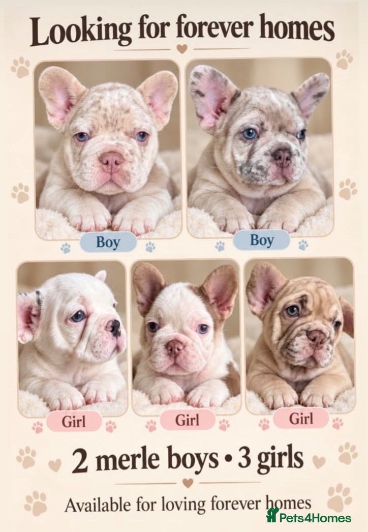 French Bulldog dogs for sale: French Bulldogs Puppies  - Advert 16