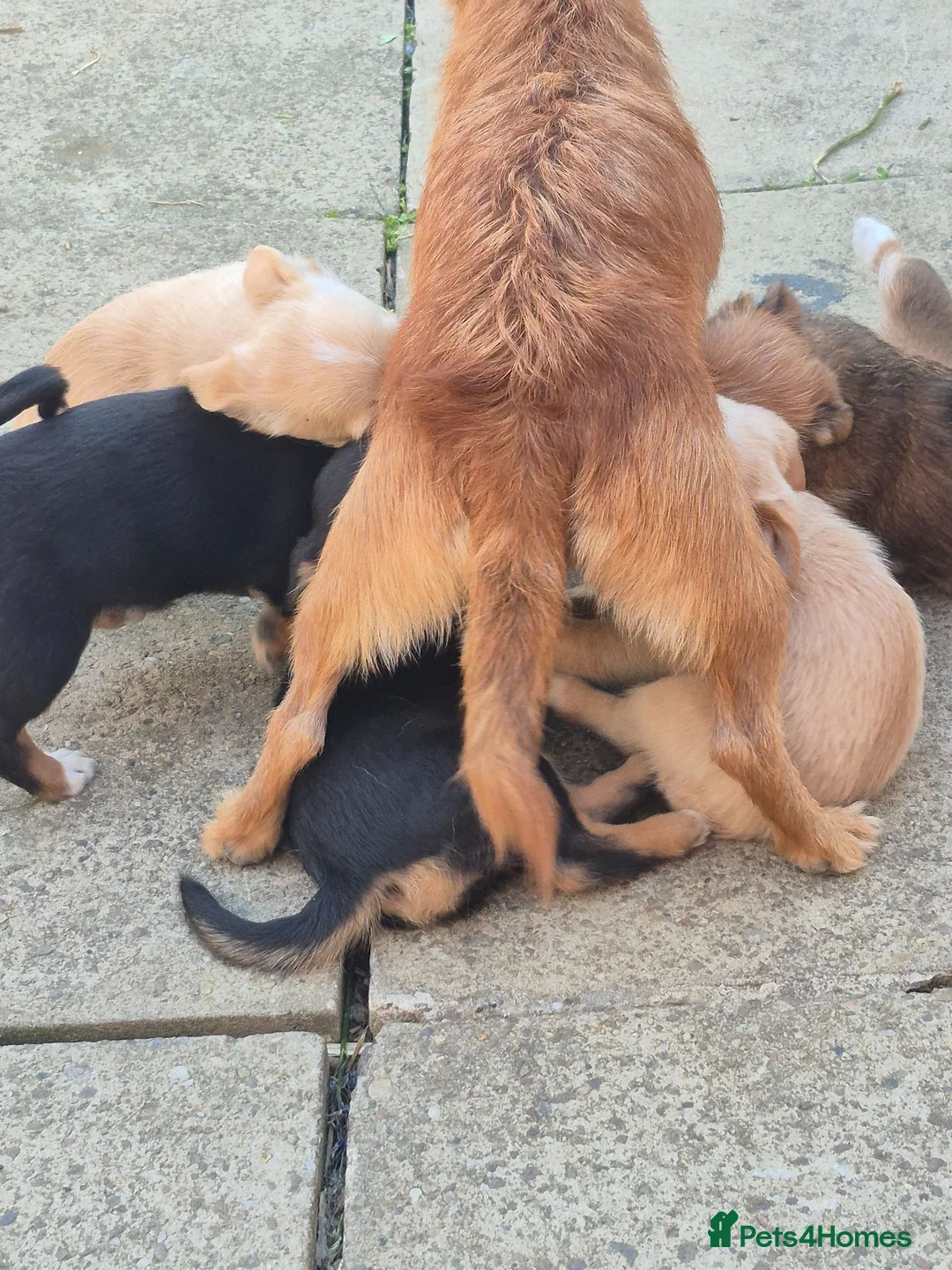 Jack Chi dogs for sale: Jackchi x terrier  - Advert 2