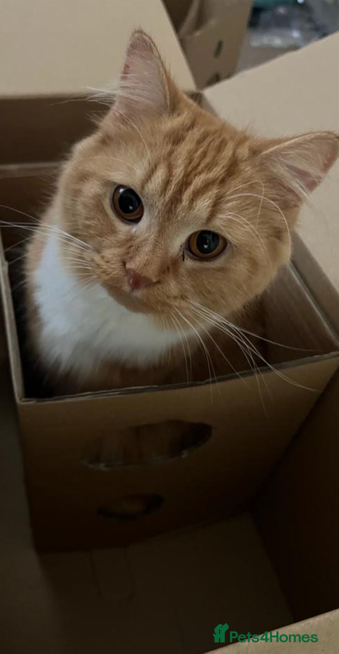 British Longhair cats for sale: British longhair kittens for sale - Image 5