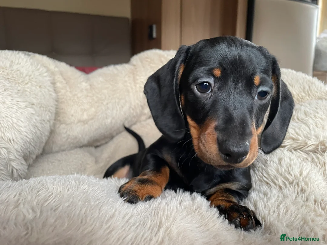 Miniature Dachshund dogs for sale: Beautiful litter of miniature daschunds  - Advert 9