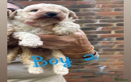 Toy Poodle dogs for sale: Toy Poodle Pups with Lovely Temperaments - Image 3