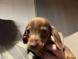 Dachshund dogs Beautiful dachshund puppies - Advert 19