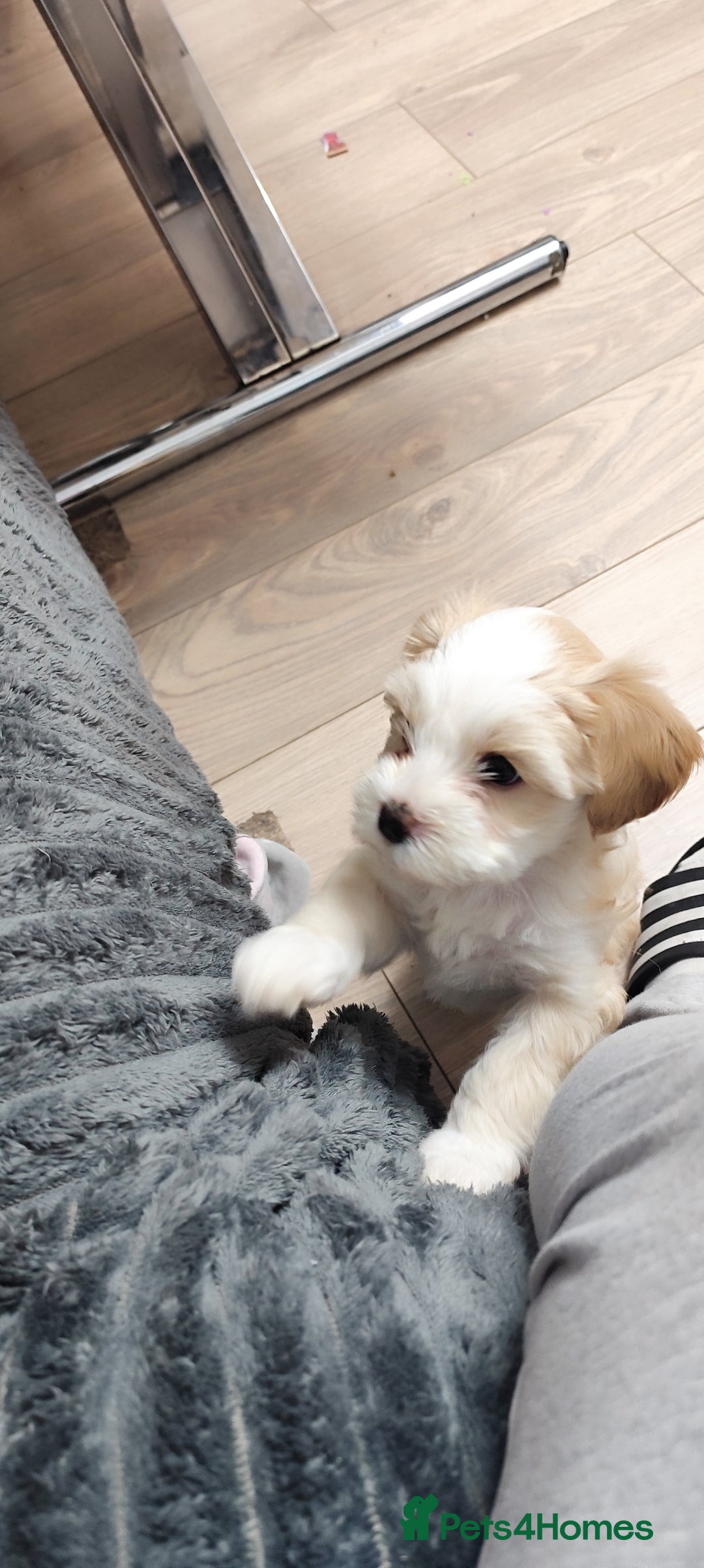 Tibetan Terrier dogs for sale: KC Tibetan Terrier Puppy  - Advert 18