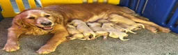 Golden Retriever dogs for sale: Stunning Quality KC reg Golden Retriever Puppies - Advert 2