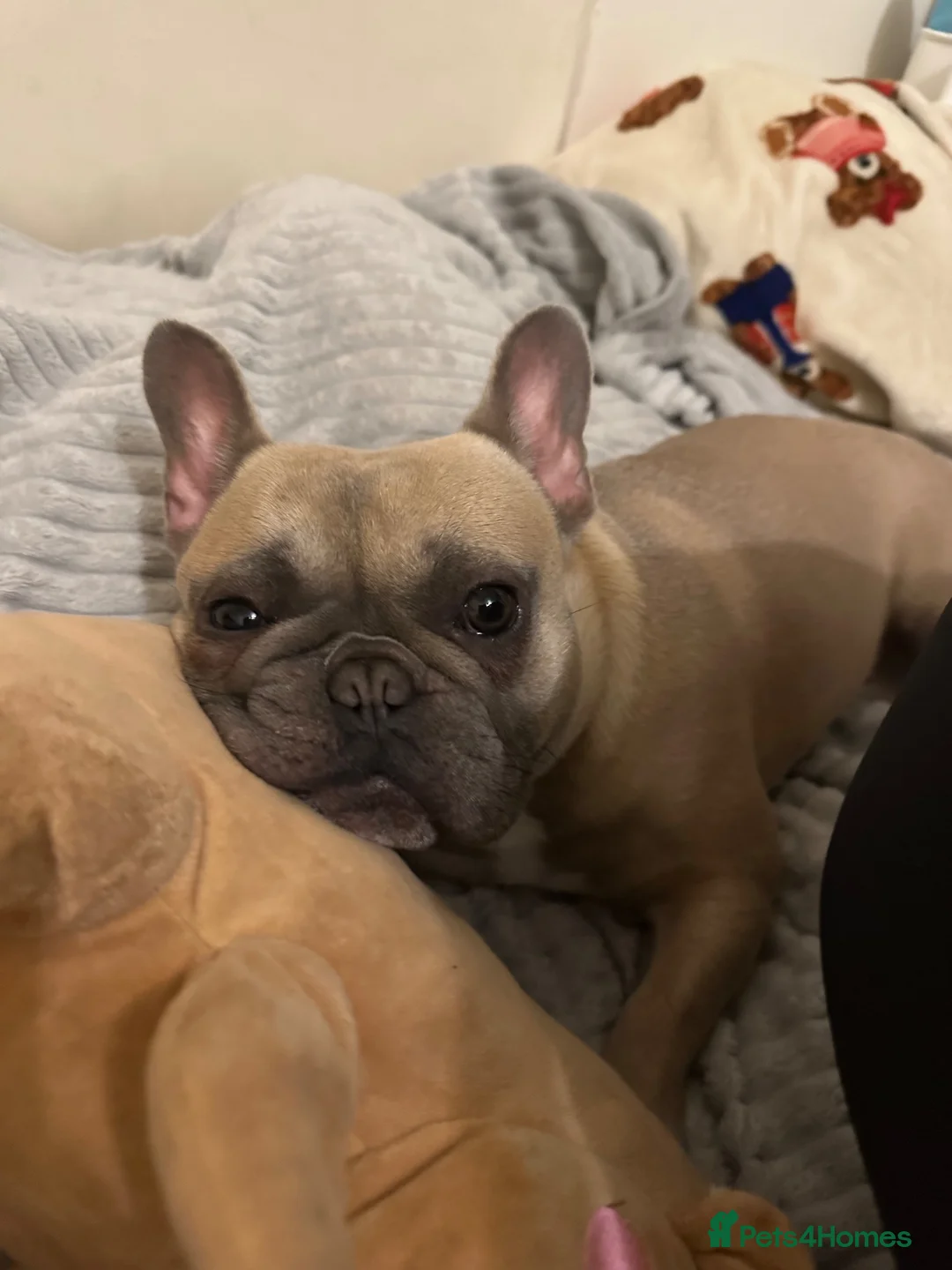 French Bulldog dogs for sale: French bulldog to a loving home in Wakefield - Advert 19