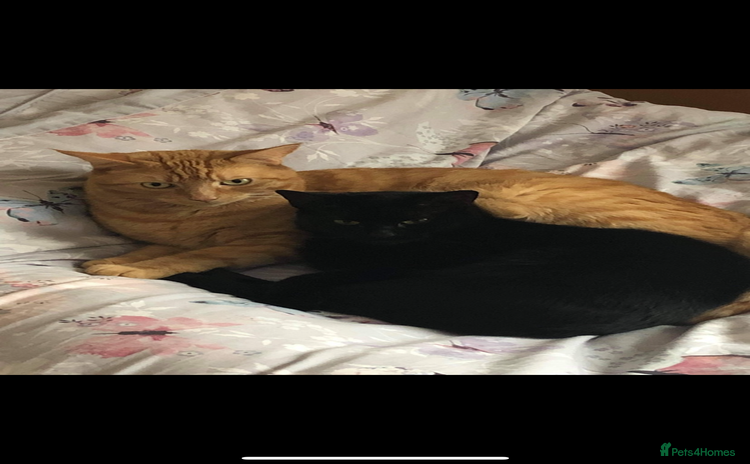 Mixed Breed cats - Advert 1