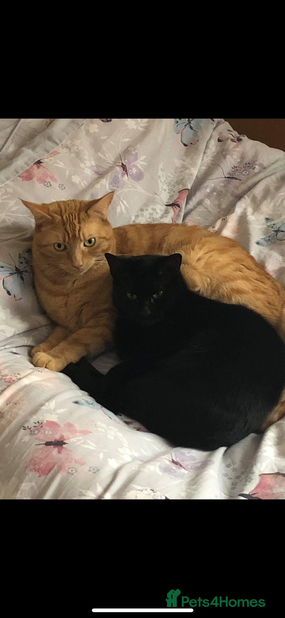 Mixed Breed cats for sale: 2 cats for rehoming FREE - Image 1