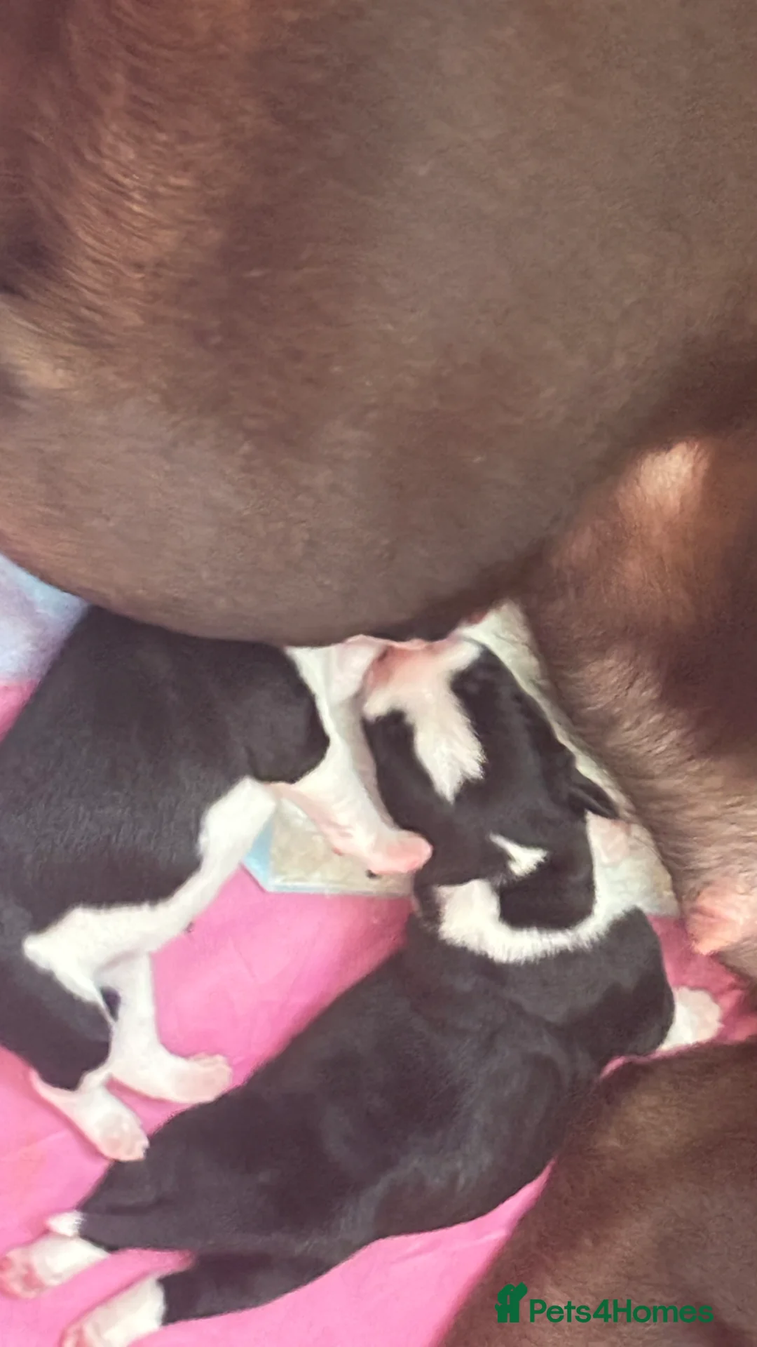 Mixed Breed dogs for sale: Mix breed French bulldog and Labrador puppies  in Newport - Advert 40