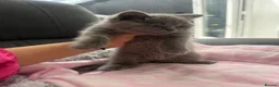 British Shorthair cats for sale: Last female bsh kitten considering offers  - Advert 3