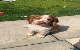 Cocker Spaniel dogs for sale: Show Cocker Spaniel  - Image 1