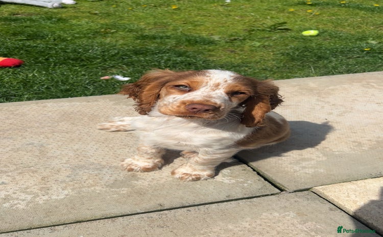 Cocker Spaniel dogs - Advert 14