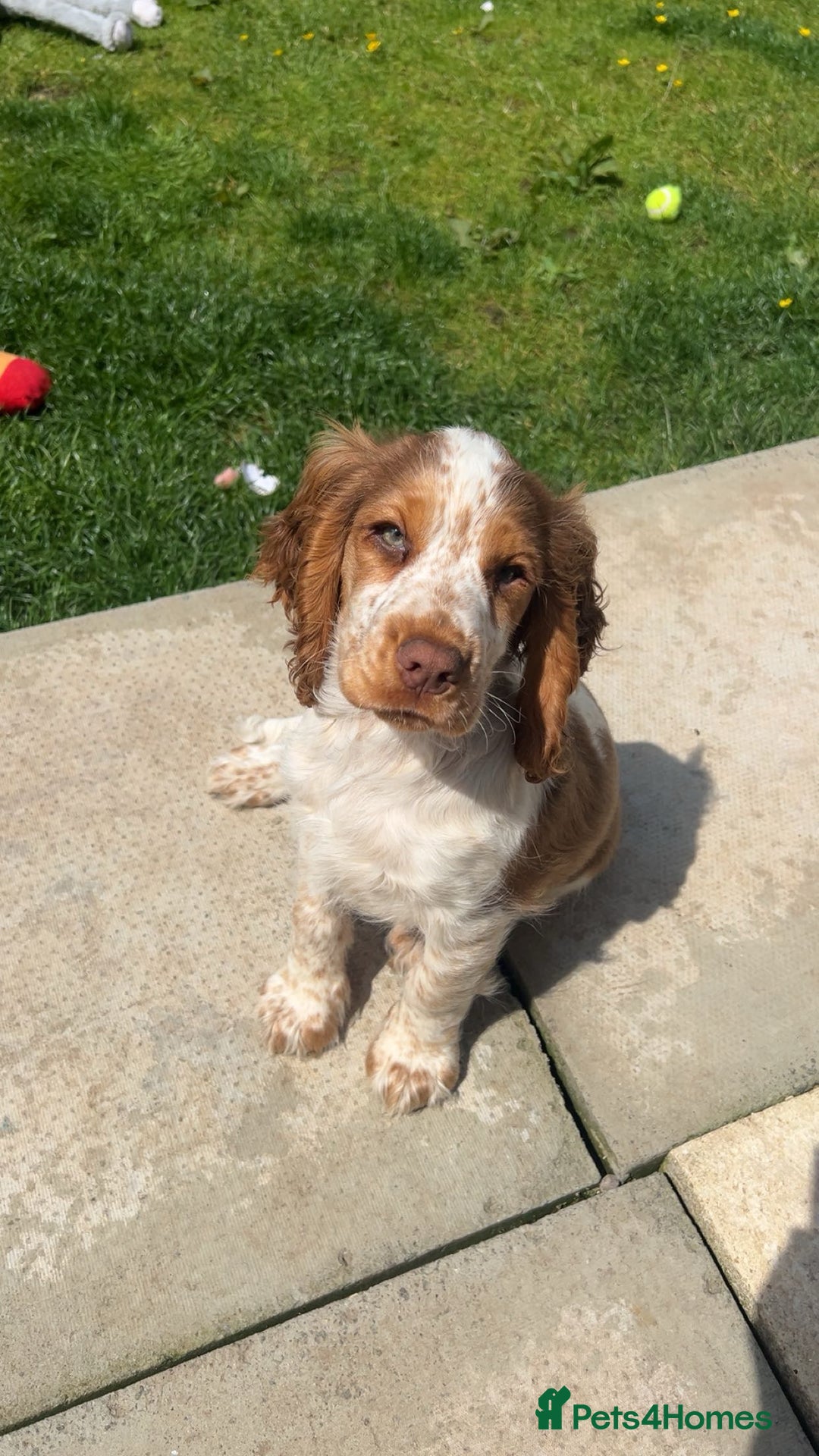 Cocker Spaniel dogs for sale: Show Cocker Spaniel  - Image 1