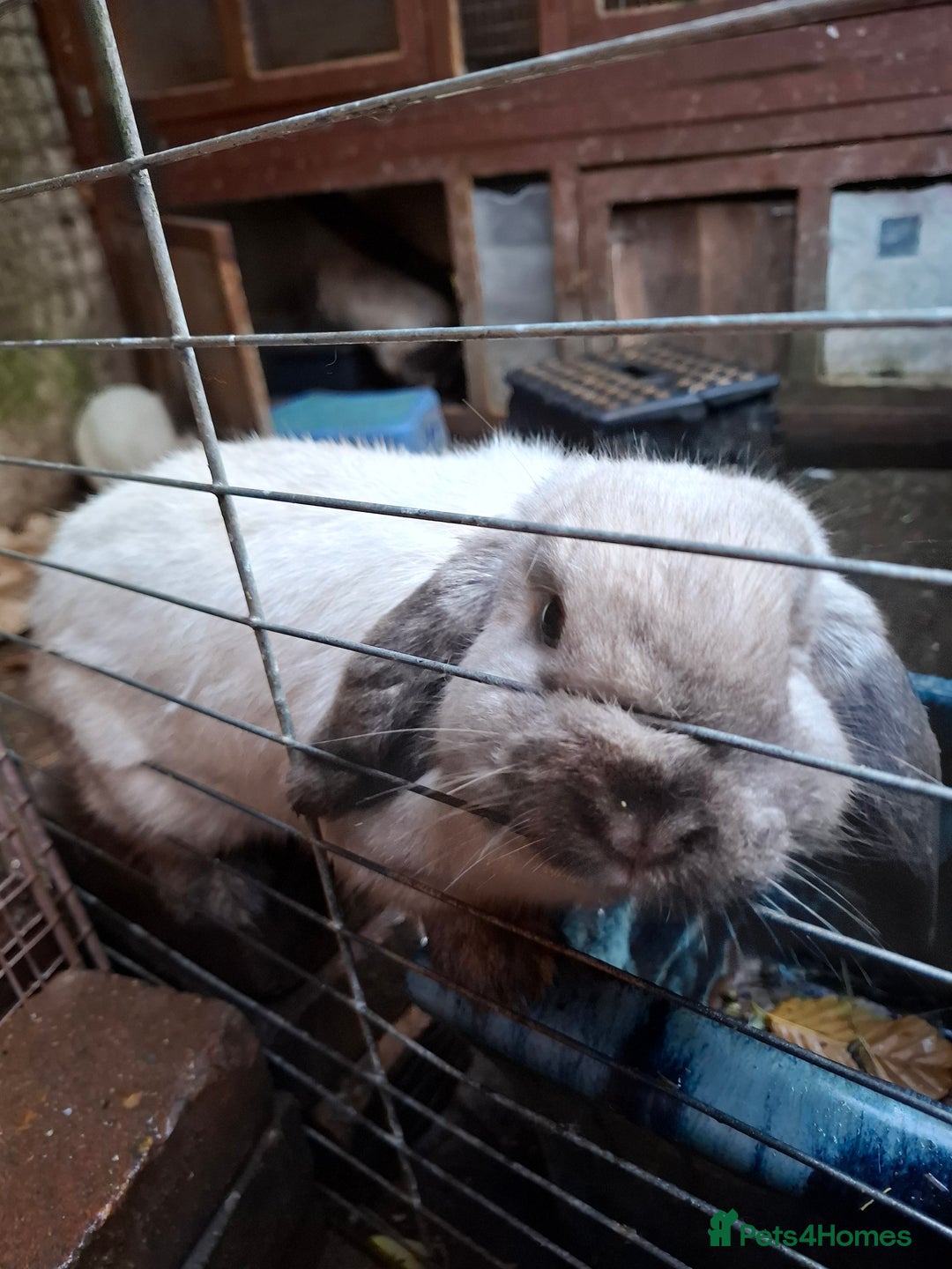 Mini Lop rabbits for sale: Mini Lops - Advert 2