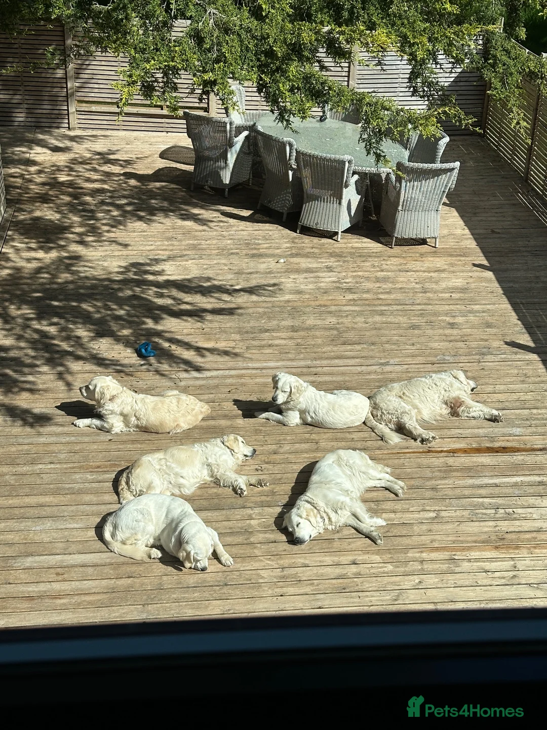 Golden Retriever dogs for sale: Female Cream Golden Retriever Puppies  - Advert 6