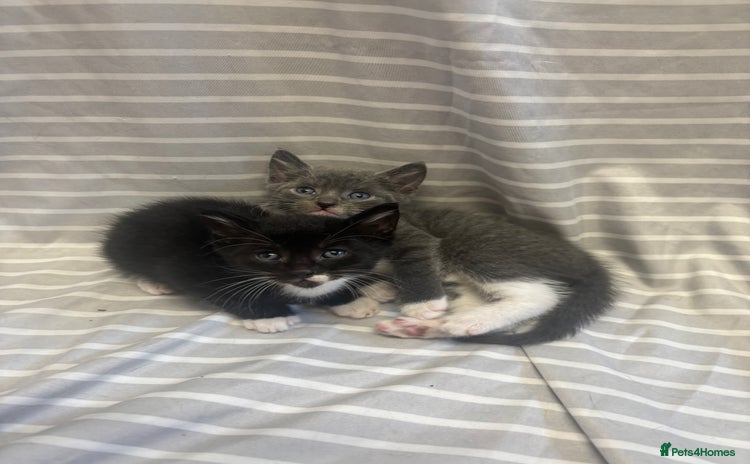 Mixed Breed cats - Advert 15