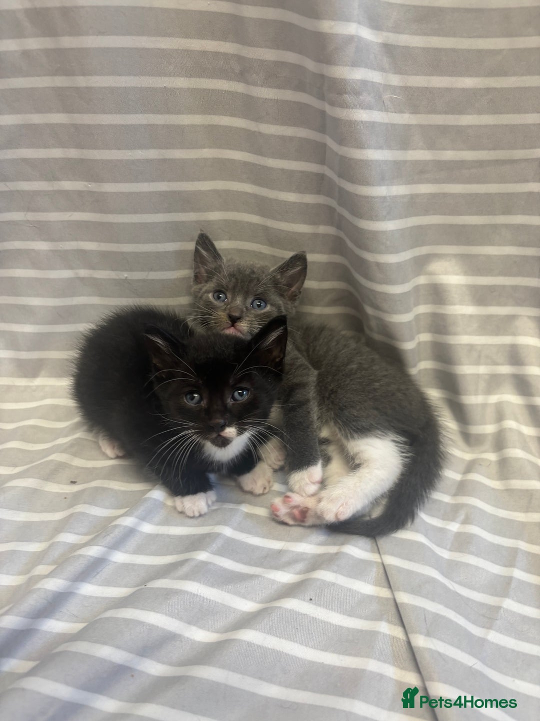 Mixed Breed cats for sale: Adorable 5-Week-Old Kittens Ready to Reserve - Image 1