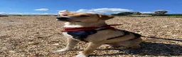 Mixed Breed dogs for sale: Adopt friendly Rocky in foster home in Hampshire - Advert 7