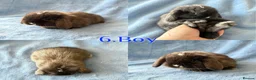 Mini Lop rabbits for sale: Baby Mini Lops Ready from 18/10 - Advert 4