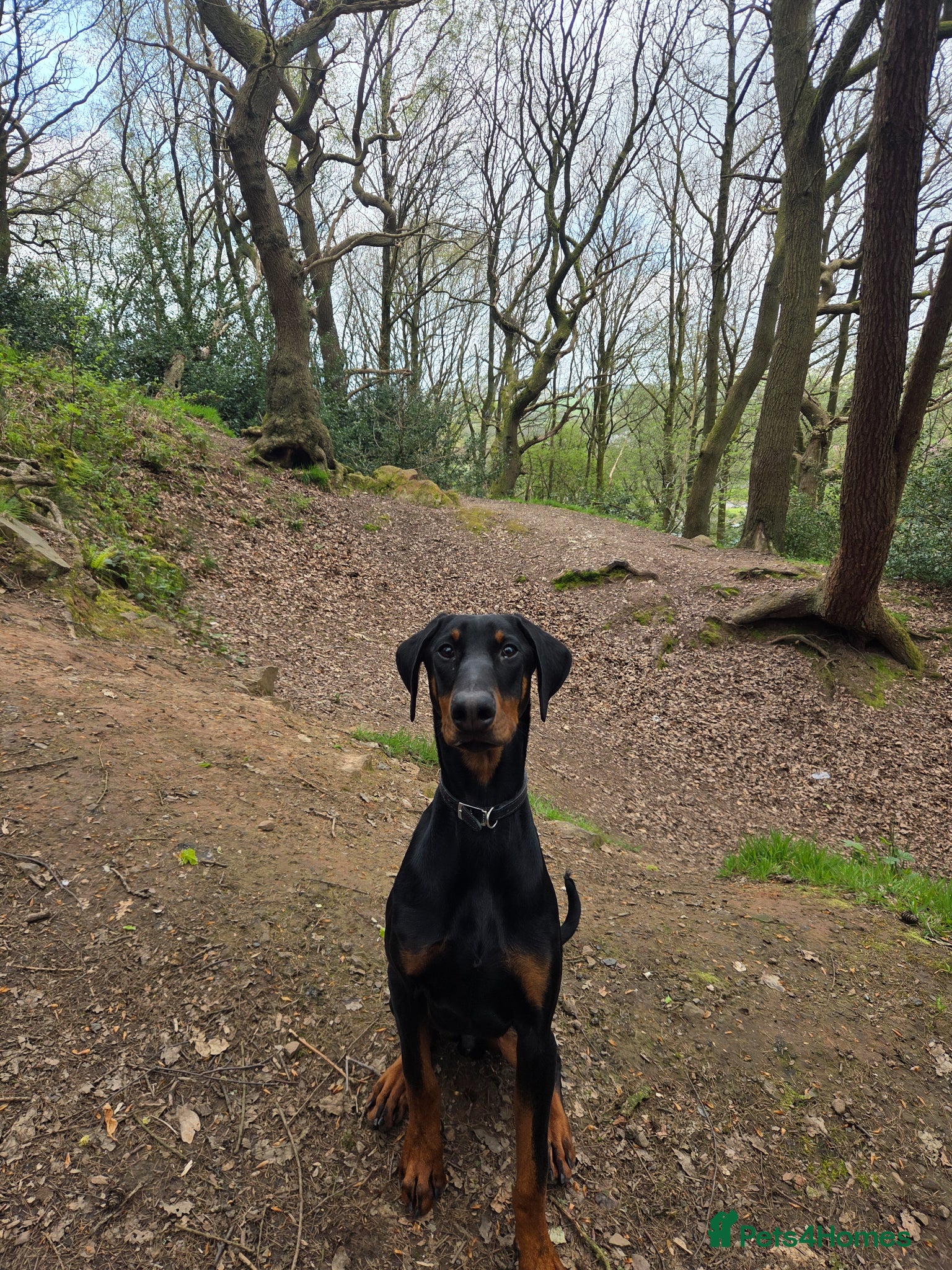 Dobermann dogs 7 month old Dobermann - Advert 7