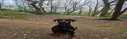 Dobermann dogs for sale: 7 month old Dobermann in Leek - Advert 1