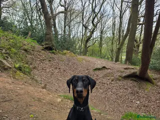 Dobermann dogs 7 month old Dobermann - Advert 7