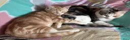 Domestic Shorthair cats for sale: 5 Beautiful Kittens - Advert 36