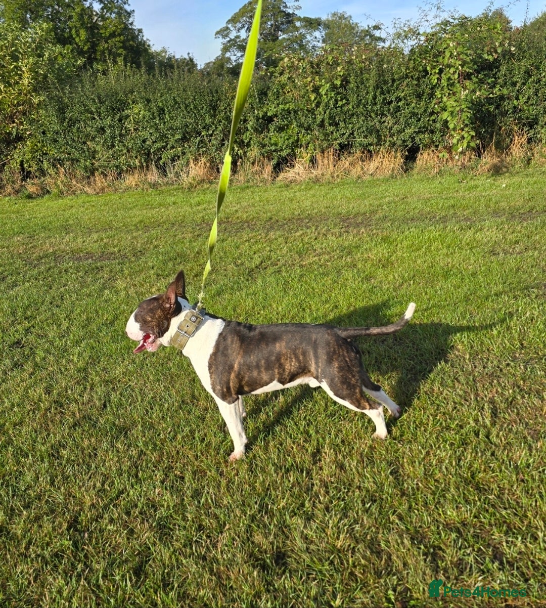 English Bull Terrier dogs for stud: TOP PEDIGREE IN UK, CRUFTS QUALIFIER, CHAMP FAMILY - Advert 10