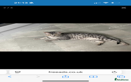 Savannah cats for sale: Two savannah cats for rehoming - Image 5