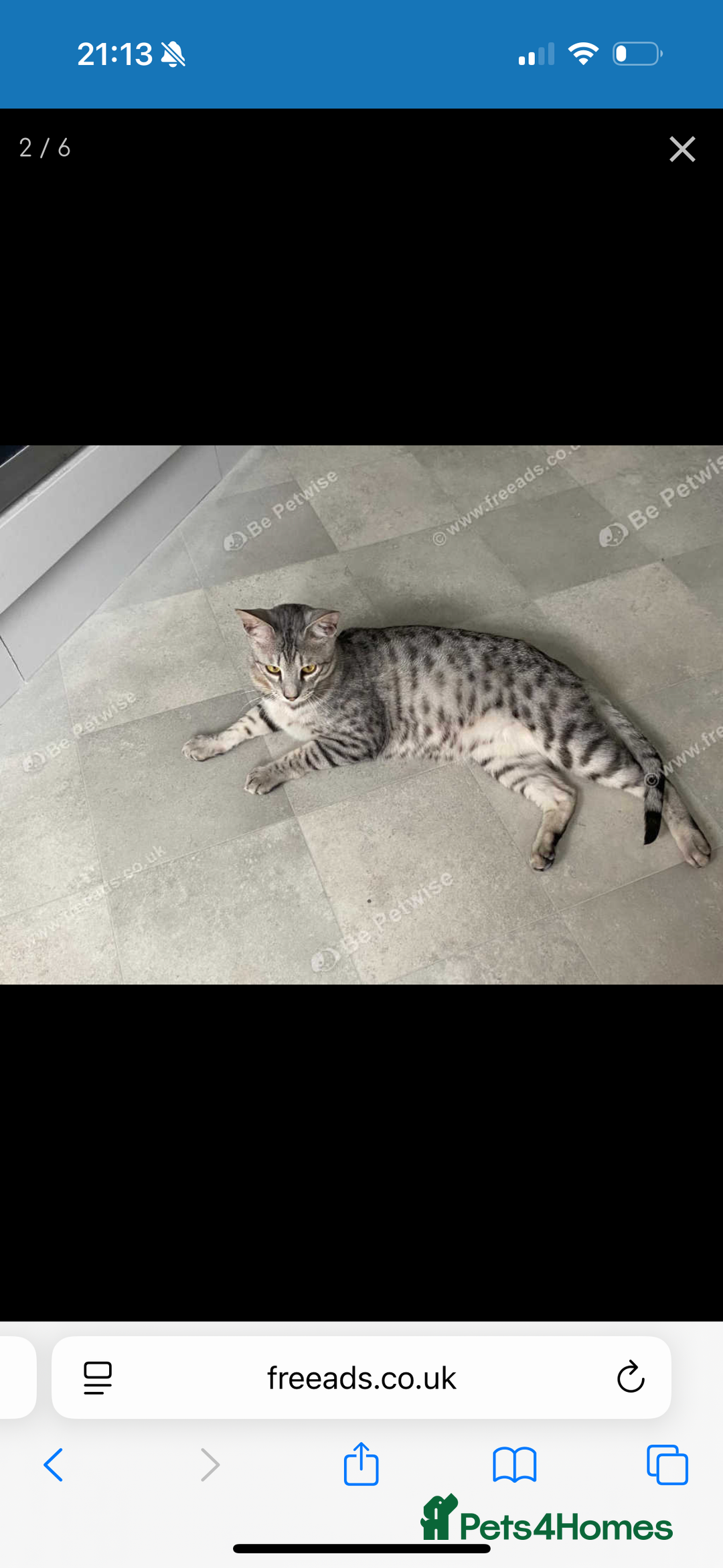 Savannah cats for sale: Two savannah cats for rehoming - Image 5