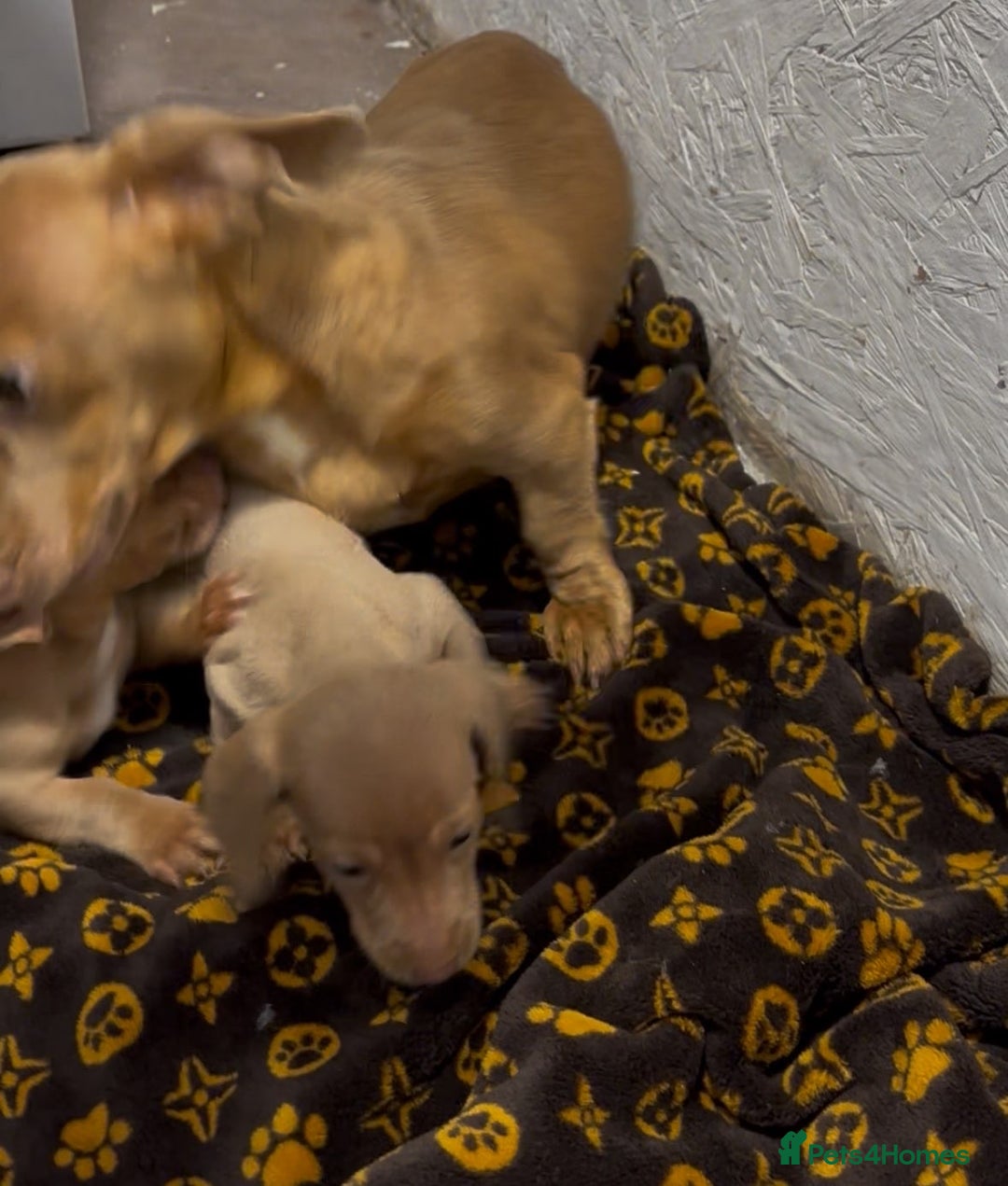 Dachshund dogs for sale: 🎅Beautiful miniature dachshunds🏡 - Advert 8