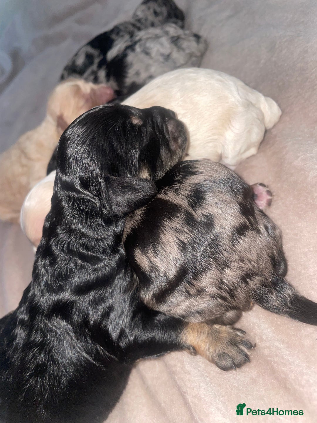 Cavapoo dogs for sale: Unique toy cavapoos 🐾   - Image 4