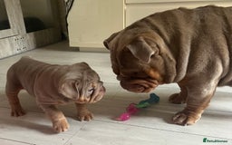 English Bulldog dogs for sale: Star Studded English Bulldogs - Image 9