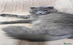 Mixed Breed cats for adoption: RAMADI MIX SCOTTISH FOLD BOY NEUTERED  - Image 2