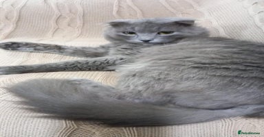 Mixed Breed cats - Advert 1