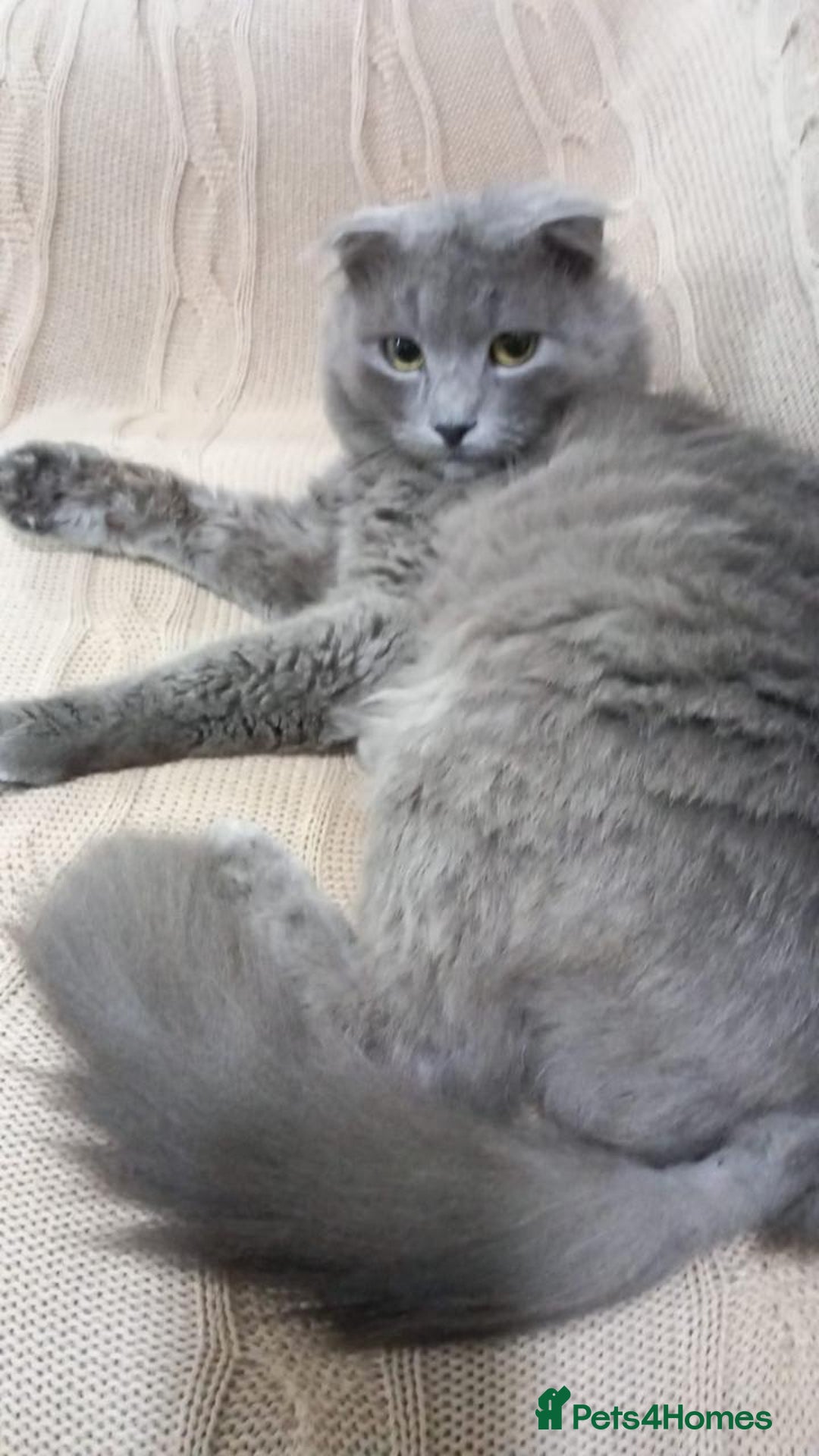 Mixed Breed cats for adoption: RAMADI MIX SCOTTISH FOLD BOY NEUTERED  - Image 2