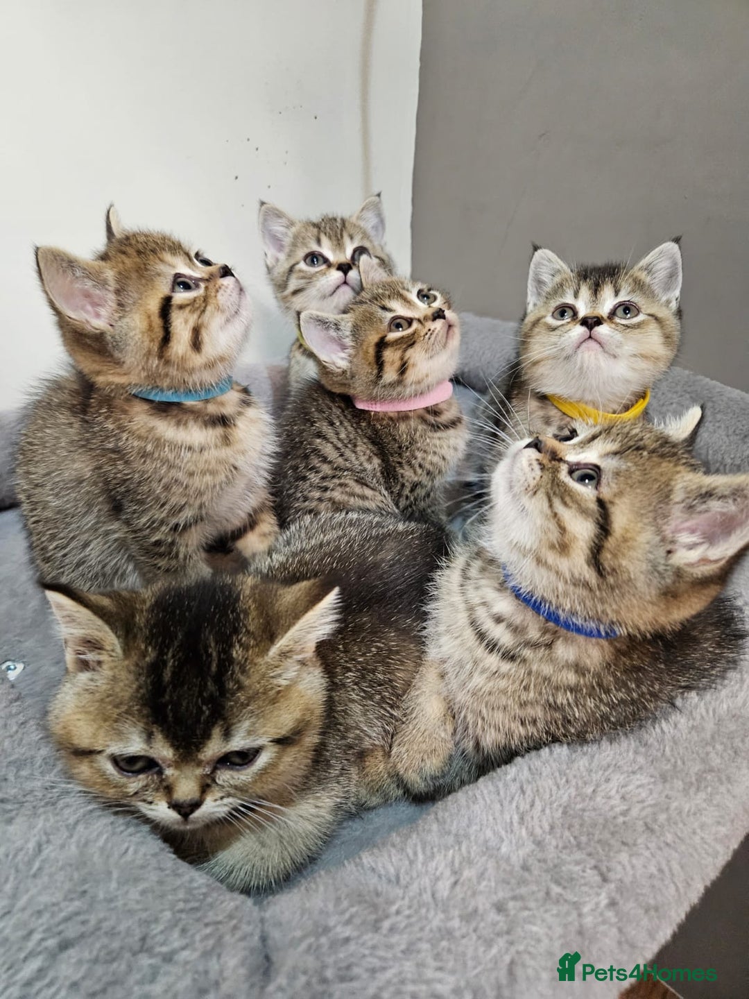 British Shorthair cats for sale: British Shorthair Kittens Full Pedigree Parents  - Advert 7