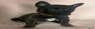 Belgian Shepherd Dog Puppy 7