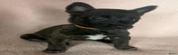 Belgian Shepherd Dog dogs for sale: BELGIAN SHEPHERD X DUTCH SHEPHERD - Advert 6